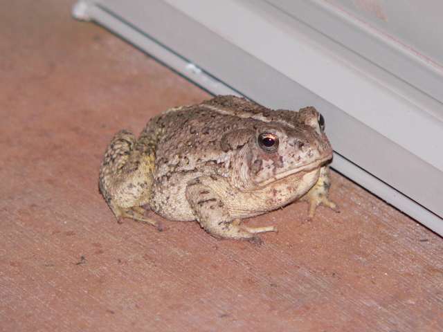 Frog_1
